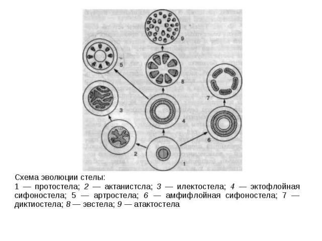 Схема эволюции стелы: 1 — протостела; 2 — актанистсла; 3 — илектостела; 4 — эктофлойная сифоностела; 5 — артростела; 6 — амфифлойная сифоностела; 7 — диктиостела; 8 — эвстела; 9 — атактостела