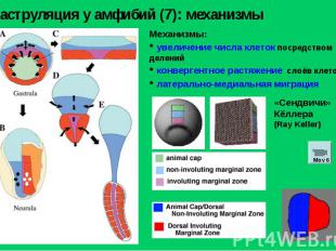 Гаструляция у амфибий (7): механизмы Механизмы: увеличение числа клеток посредст