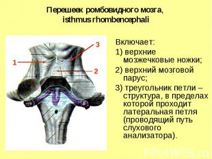 1 3 2 Перешеек ромбовидного мозга, isthmus rhombencephali Включает: 1) верхние м