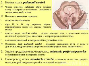 Ножки мозга, pedunculi cerebri: Черное вещество, substantia nigra, делящее ножку