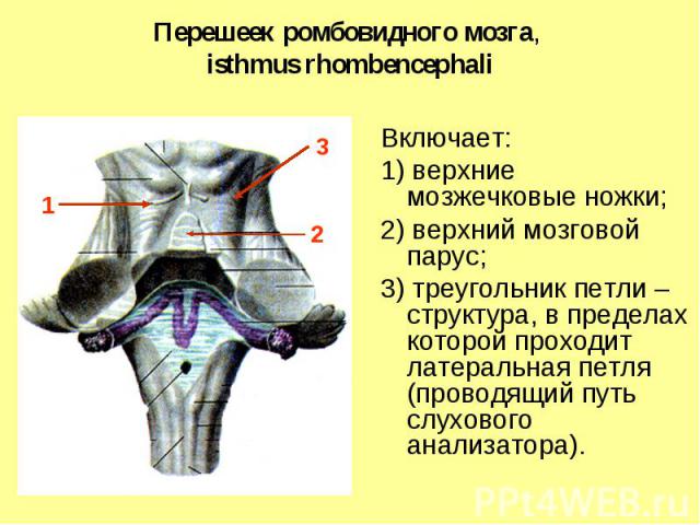 1 3 2 Перешеек ромбовидного мозга, isthmus rhombencephali Включает: 1) верхние мозжечковые ножки; 2) верхний мозговой парус; 3) треугольник петли – структура, в пределах которой проходит латеральная петля (проводящий путь слухового анализатора).