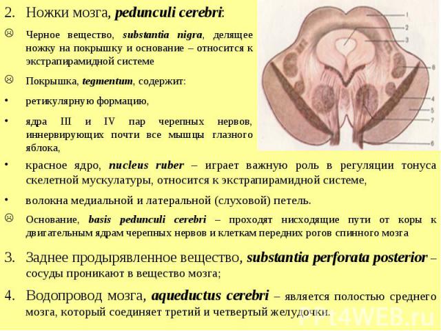 Ножки мозга, pedunculi cerebri: Черное вещество, substantia nigra, делящее ножку на покрышку и основание – относится к экстрапирамидной системе Покрышка, tegmentum, содержит: ретикулярную формацию, ядра III и IV пар черепных нервов, иннервирующих по…