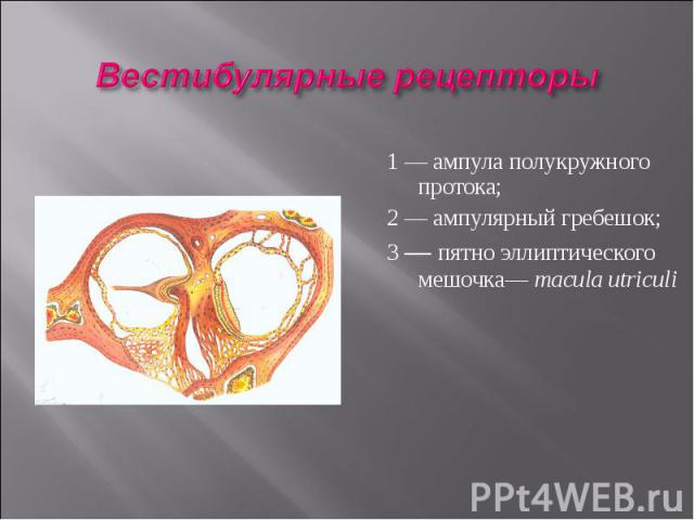 1 — ампула полукружного протока; 2 — ампулярный гребешок; 3 — пятно эллиптического мешочка— macula utriculi