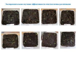 Экспериментальное изучение эффективности очистки почвы различными