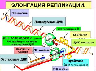 РНК-праймер ДНК-хеликаза РНК-праймер РНК-праймер Фрагменты Оказаки Праймаза (ДНК