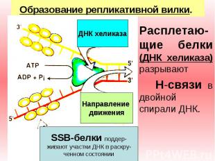 ДНК хеликаза Направление движения SSB-белки поддер- живают участки ДНК в раскру-