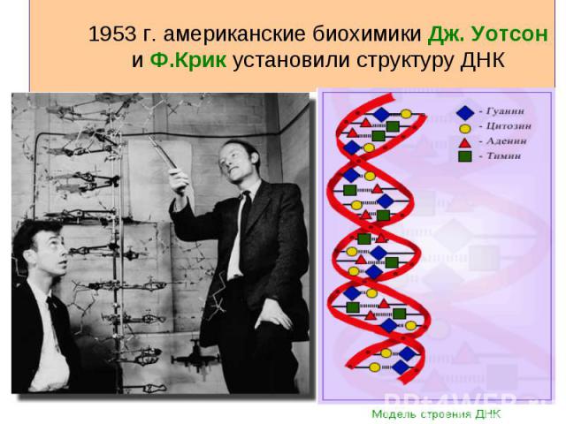 1953 г. американские биохимики Дж. Уотсон и Ф.Крик установили структуру ДНК