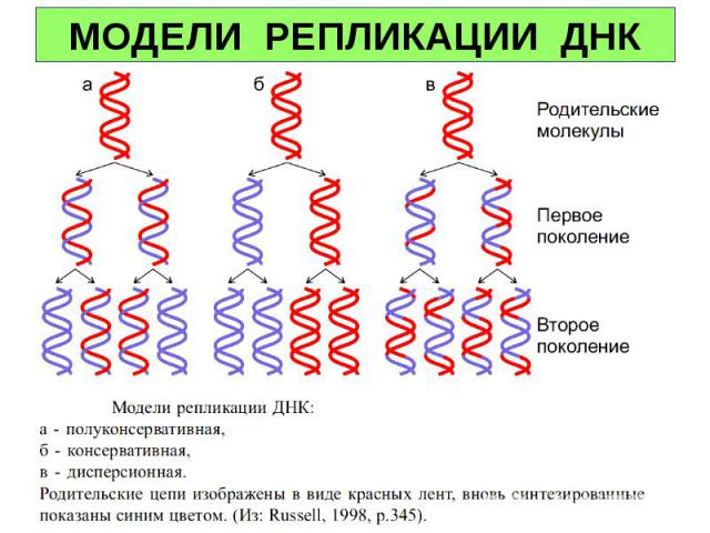 МОДЕЛИ РЕПЛИКАЦИИ ДНК