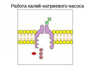 Снаружи клетки Внутри клетки Работа калий-натриевого насоса