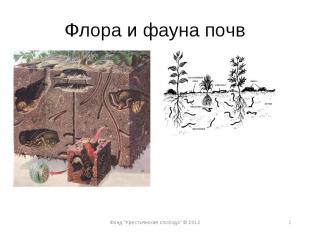 Флора и фауна почв * Фонд \"Крестьянская слобода\" © 2012