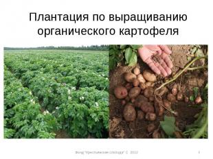 Плантация по выращиванию органического картофеля * Фонд \"Крестьянская слобода\"