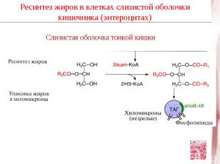 2-й этап – Собственно β -окисление жирных кислот О β α || R – CH2 – CH2 – CH2 –