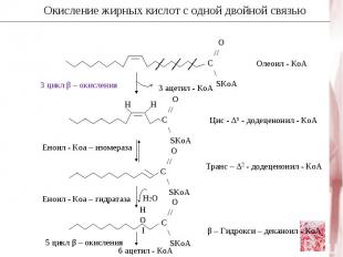 Ацетил - КоА + 7 Малонил – КоА + 14 (NADHPH + H+) C15H31COOH + 7 CO2 + 8 HS – Ko