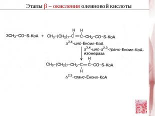 O || O H2C – O – CR1 || | R2C – O - CH | H2C – O – PO3Іˉ Фосфатидная кислота В п