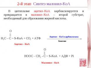 В цитоплазме ацетил–КоА карбоксилируется и превращается в малонил–КоА – второй с