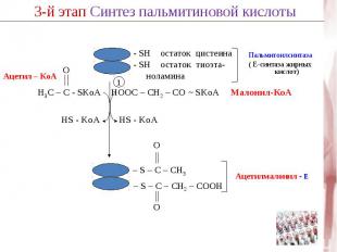 Ацетил – КоА SH остаток цистеина - SH остаток тиоэта- ноламина HOOC – CH2 – CО ~