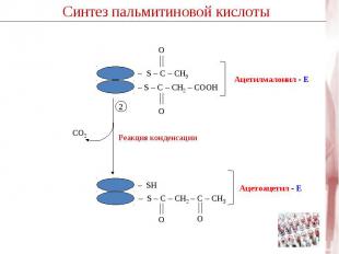 Синтез пальмитиновой кислоты Ацетилмалонил - Е– S – C – CH3 S – C – СН2 – COOH Р
