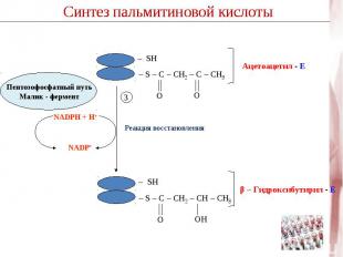 Пентозофосфатный путь Малик - фермент– S – C – CH2 – C – CH3 – S – C – CH2 – CН