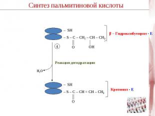 β – Гидроксибутирил - Е Кротонил - Е – S – C – CH2 – CН – CH3– S – C – CH = CН –