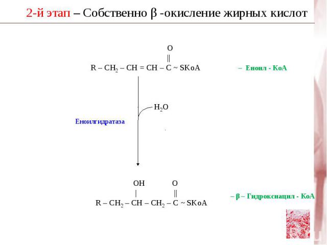 В цитоплазме ацетил–КоА карбоксилируется и превращается в малонил–КоА – второй субстрат, необходимый для образования жирной кислоты. 2-й этап Синтез малонил-КоА Ацетил – КоА карбоксилаза Биотин Малонил - КоА О НООС – СН2 - С ~ S-KoA + АДФ + Рi Ацети…