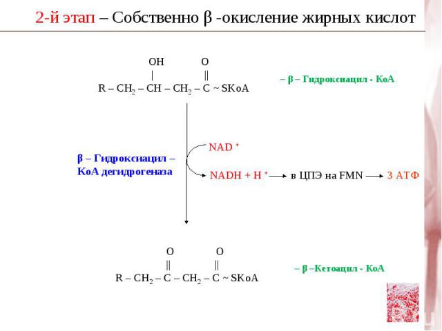 3-й этап Синтез пальмитиновой кислоты Пальмитоилсинтаза ( Е-синтаза жирных кислот) 1 HS - KoA HOOC – CH2 – CО ~ SKoA Малонил-КоА HS - KoA O Н3С – С - SKoA Ацетил – КоА O – S – C – CH3 – S – C – СН2 – COOH O Ацетилмалонил - Е - SH остаток цистеина - …