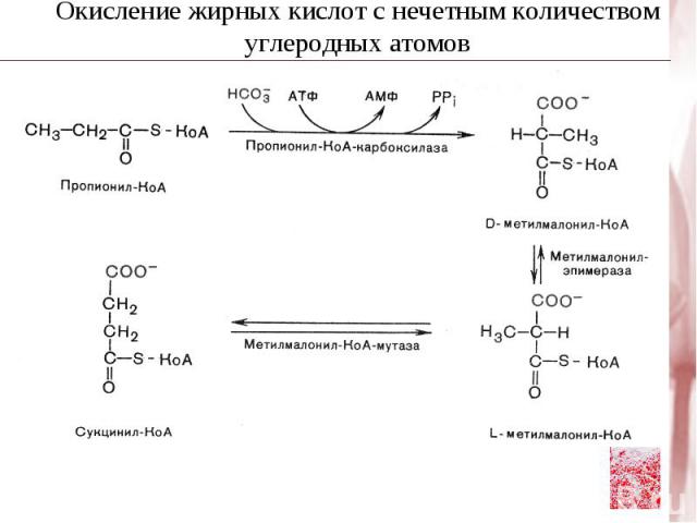 Синтез пальмитиновой кислоты – SH – S – C – CH2 – CН2 – CH3 O Бутирил - Е I цикл 6 Малонил - КоА НSKoA – S – C – CH2 – CН2 – CH3 – S – C – CH2 – COOH O O НООС – СН2 – C ~ SKoA O