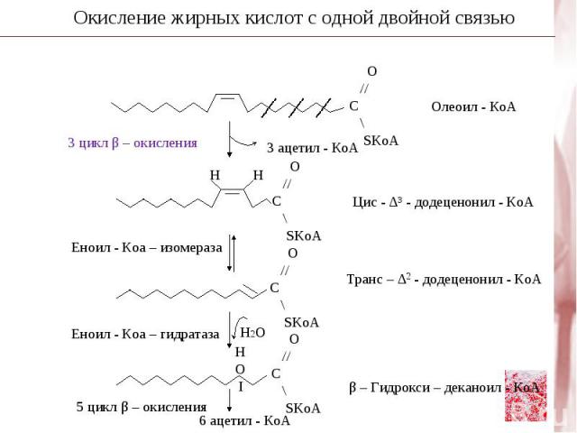 Ацетил - КоА + 7 Малонил – КоА + 14 (NADHPH + H+) C15H31COOH + 7 CO2 + 8 HS – KoA + 14 NADP+ +7 H2O Суммарное уравнение синтеза пальмитиновой кислоты Пальмитиновая кислота используется для синтеза других жирных кислот - насыщенных (миристиновой, сте…