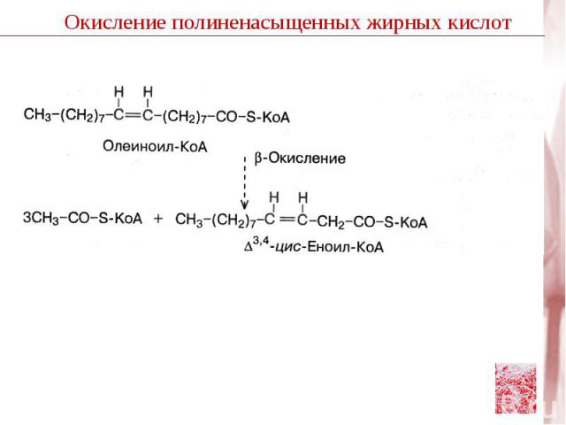 Глюкоза Н2С – ОН | С = О | Н2С – О – РО3Іˉ Дигидрокси- ацетонфосфат NADH + H+ NAD + Глицерол – 3 фосфат-дегидрогеназа Н2С – ОН | НС – ОН | Н2С – ОН Глицерол Глицеролкиназа АТФ АДФ В жировой ткани и печени Н2С – ОН | НС – ОН | Н2С – О – РО3Іˉ Глицеро…