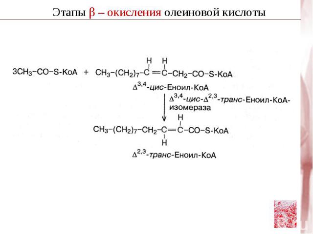 O || O H2C – O – CR1 || | R2C – O - CH | H2C – O – PO3Іˉ Фосфатидная кислота В печени используется на синтез фосфолипидов Фосфатаза O || O H2C – O – CR1 || | R2C – O - CH | H2C – ОН ДАГ ( диацилглицерол) Е3 O || O H2C – O – CR1 || | R2C – O - CH O |…
