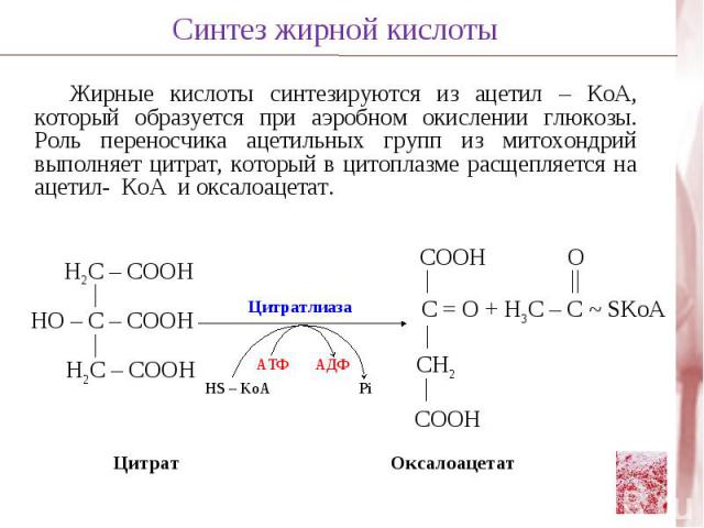 Жирные кислоты синтезируются из ацетил – КоА, который образуется при аэробном окислении глюкозы. Роль переносчика ацетильных групп из митохондрий выполняет цитрат, который в цитоплазме расщепляется на ацетил- КоА и оксалоацетат.Н2С – СООН НО – С – С…