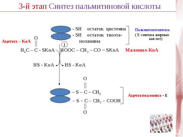 Ацетил – КоА SH остаток цистеина - SH остаток тиоэта- ноламина HOOC – CH2 – CО ~ SKoA Малонил-КоА