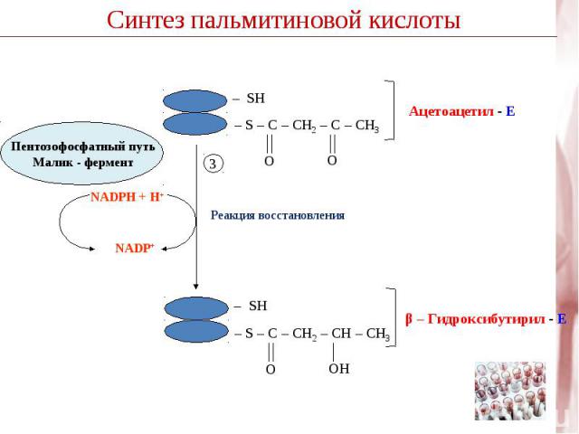 Пентозофосфатный путь Малик - фермент– S – C – CH2 – C – CH3 – S – C – CH2 – CН – CH3 O O O O O O Ацетоацетил - Е β – Гидроксибутирил - Е