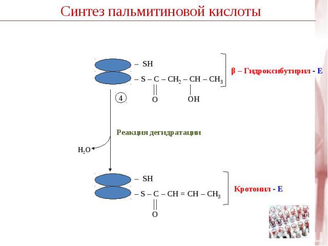 β – Гидроксибутирил - Е Кротонил - Е – S – C – CH2 – CН – CH3– S – C – CH = CН – CH3 OН