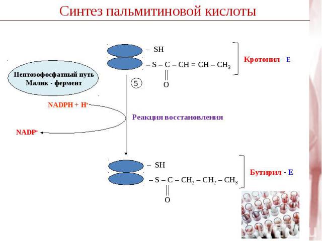 Пентозофосфатный путь Малик - фермент Реакция восстановления – S – C – CH = CН – CH3 – S – C – CH2 – CН2 – CH3