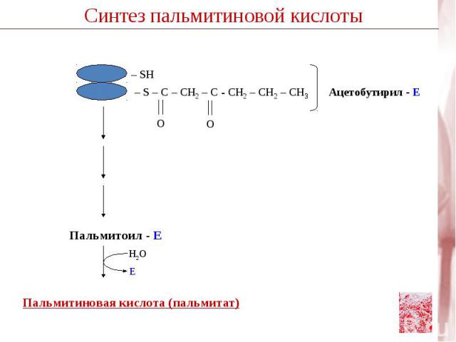 – S – C – СН2 – С - CH2 – CH2 – CH3 Ацетобутирил - Е Пальмитоил - Е Пальмитиновая кислота (пальмитат)