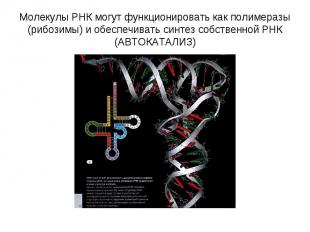 Молекулы РНК могут функционировать как полимеразы (рибозимы) и обеспечивать синт