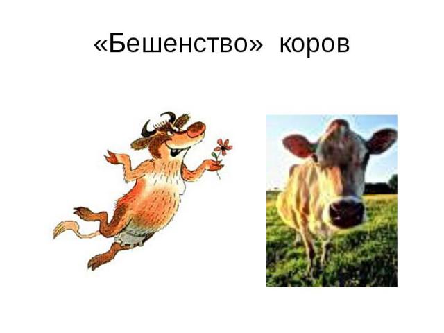 «Бешенство» коров