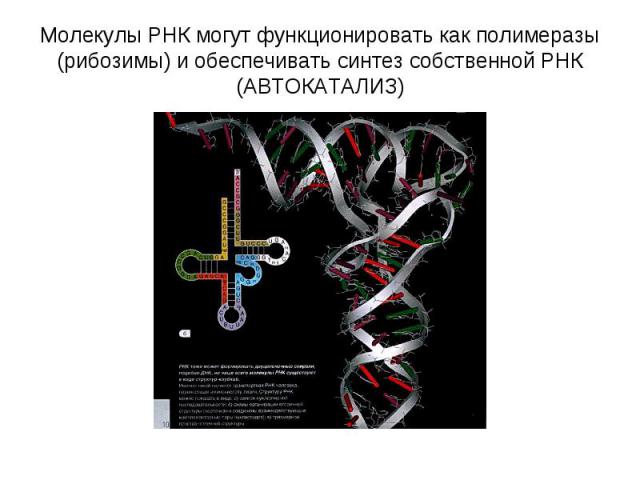 Молекулы РНК могут функционировать как полимеразы (рибозимы) и обеспечивать синтез собственной РНК (АВТОКАТАЛИЗ)
