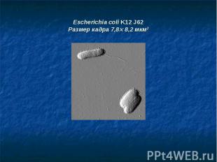 Escherichia coli K12 J62 Размер кадра 7,8ґ 8,2 мкм2