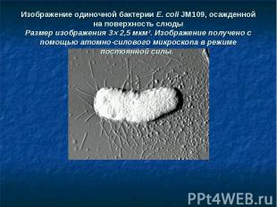 Изображение одиночной бактерии E. coli JM109, осажденной на поверхность слюды Ра
