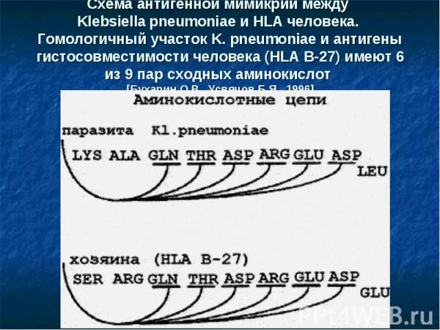 Схема антигенной мимикрии между Klebsiella pneumoniae и HLA человека. Гомологичный участок K. pneumoniae и антигены гистосовместимости человека (HLA B-27) имеют 6 из 9 пар сходных аминокислот [Бухарин О.В., Усвяцов Б.Я., 1996]