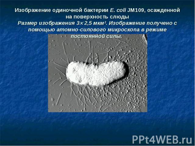 Изображение одиночной бактерии E. coli JM109, осажденной на поверхность слюды Размер изображения 3ґ 2,5 мкм2. Изображение получено с помощью атомно-силового микроскопа в режиме постоянной силы.