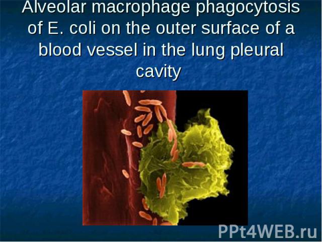 Alveolar macrophage phagocytosis of E. coli on the outer surface of a blood vessel in the lung pleural cavity