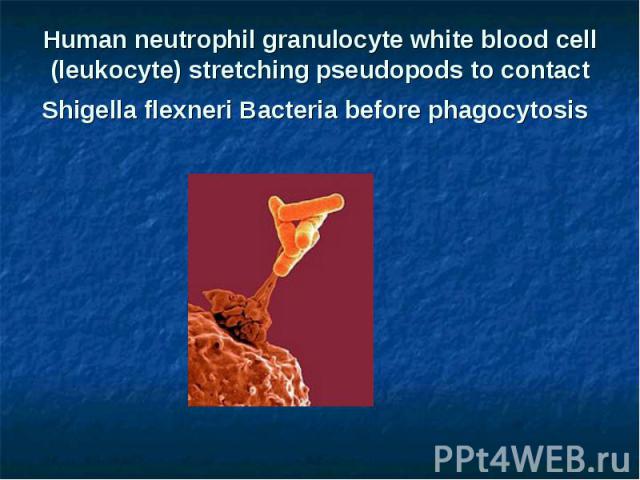 Human neutrophil granulocyte white blood cell (leukocyte) stretching pseudopods to contact Shigella flexneri Bacteria before phagocytosis