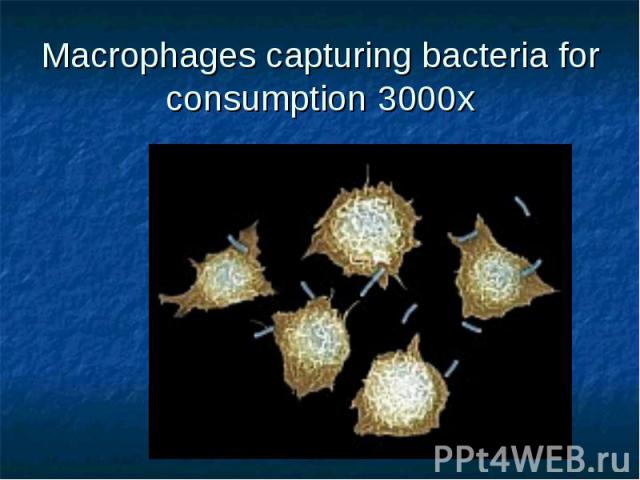 Macrophages capturing bacteria for consumption 3000x