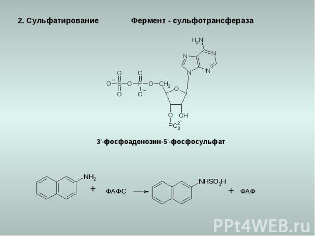 2. Сульфатирование 3‘-фосфоаденозин-5‘-фосфосульфат ФАФС ФАФ Фермент - сульфотрансфераза