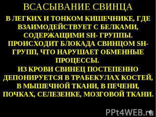 ВСАСЫВАНИЕ СВИНЦА В ЛЕГКИХ И ТОНКОМ КИШЕЧНИКЕ, ГДЕ ВЗАИМОДЕЙСТВУЕТ С БЕЛКАМИ, СО