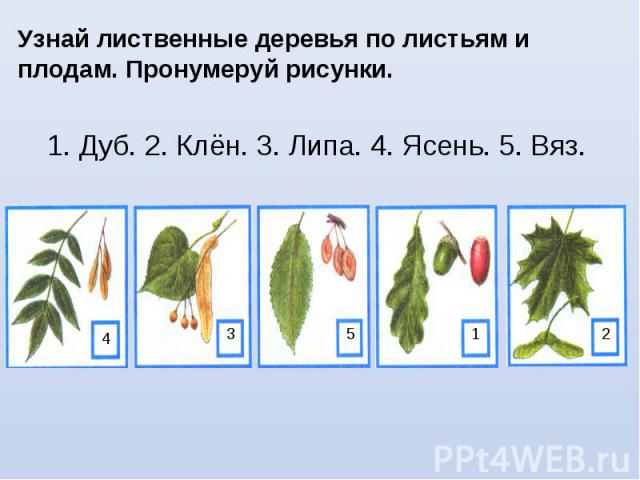 Узнай лиственные деревья по листьям и плодам. Пронумеруй рисунки. 1. Дуб. 2. Клён. 3. Липа. 4. Ясень. 5. Вяз. 4 3 5 1 2