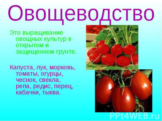 Это выращивание овощных культур в открытом и защищенном грунте. Капуста, лук, морковь, томаты, огурцы, чеснок, свекла, репа, редис, перец, кабачки, тыква.