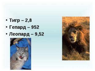 Тигр – 2,8 Гепард – 952 Леопард – 9,52